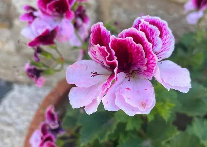 格里芬酒店 酒店